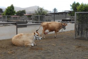 visita-a-la-finca-de-uga-mayo-2014-020