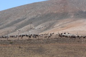 visita-a-la-finca-de-uga-mayo-2014-070